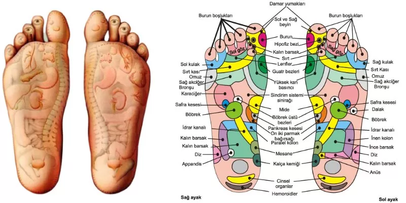 Refleksoloji Terapisi